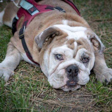 dog staring at camera relaxing