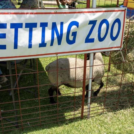 petting zoo