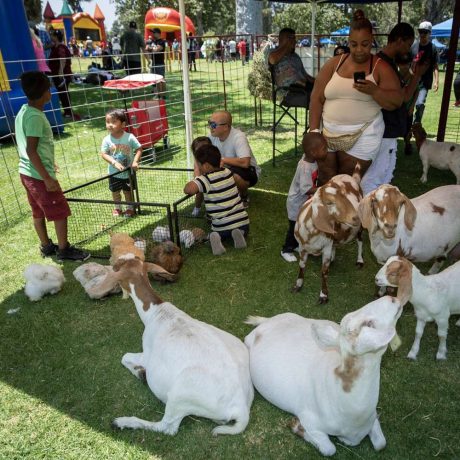 petting zoo