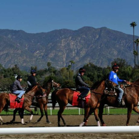 horses and riders on track