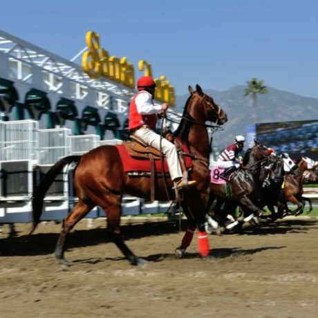 horses leaving the starting gate in race